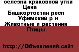 селезни кряковной утки › Цена ­ 1 500 - Башкортостан респ., Уфимский р-н Животные и растения » Птицы   